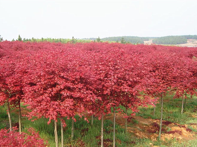 紅楓樹(shù)苗 日本紅楓美國(guó)紅楓中國(guó)紅四季紅庭院綠化紅楓紅舞姬盆栽