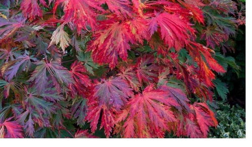 來(lái)自日本的珍稀園林觀賞楓樹(shù) 植物非試管高效快繁羽毛楓