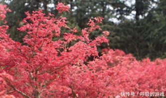 楓情萬(wàn)種之日本紅楓紅舞姬