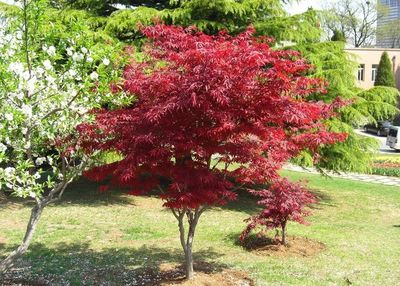 綠化樹(shù)苗 庭院植物 日本紅楓樹(shù)苗 紅楓小.