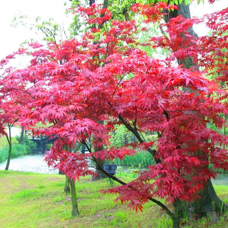 芷蕾紅楓樹(shù)苗四季中國(guó)紅庭院日本紅楓原生紅舞姬盆栽.
