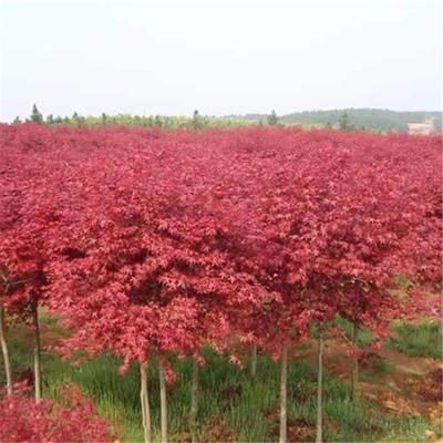 日本紅楓種植日本紅楓和中國(guó)紅楓的區(qū)別日本紅楓葉宿遷誠(chéng)盛園林苗圃