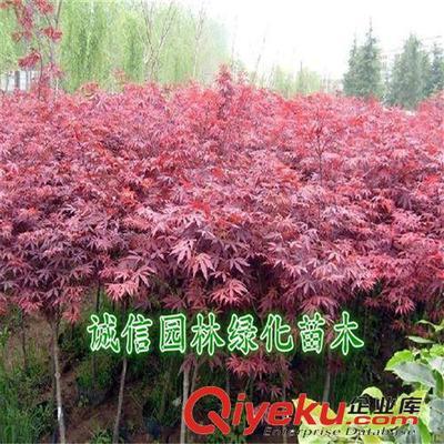 紅楓樹(shù) 紅楓樹(shù)苗 紅楓苗 紅楓盆景 日本紅楓樹(shù) 日本紅楓樹(shù)苗-沭陽(yáng)縣誠(chéng)信園林綠化苗木基地提供紅楓樹(shù) 紅楓樹(shù)苗 紅楓苗 紅楓盆景 日本紅楓樹(shù) 日本紅楓樹(shù)苗的相關(guān)介紹、產(chǎn)品、服務(wù)、圖片、價(jià)格沭陽(yáng)縣誠(chéng)信園林綠化苗木基地、喬木;苗木