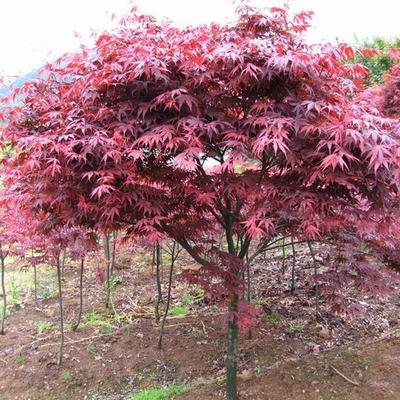 日本紅楓報(bào)價(jià)_苗木產(chǎn)品圖片