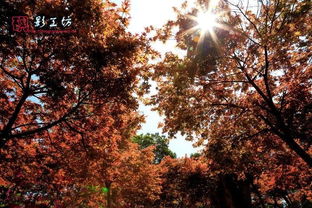 福州驚現(xiàn)秋天的童話 日本紅楓 漫山杜鵑...快來(lái)