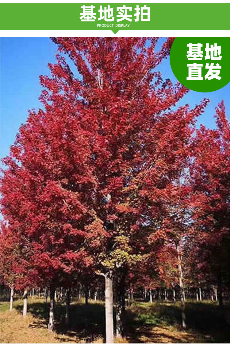 庭院紅楓樹(shù)苗紅舞姬盆栽日本美國(guó)風(fēng)景樹(shù)苗三季紅紅楓小苗
