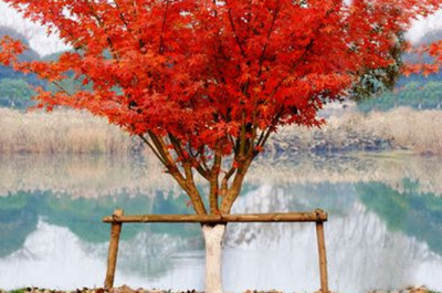 日本紅楓的養殖方法和注意事項