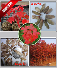 【美國改良紅楓】最新最全美國改良紅楓 產品參考信息