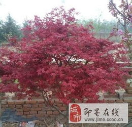 低價轉(zhuǎn)讓自家桂花 耐冬 中國紅楓 日本紅楓 垂絲海棠 各種小
