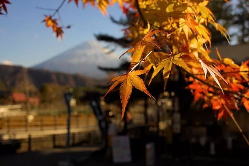 2018賞秋季,這篇 楓 玩日本全攻略拿走不謝