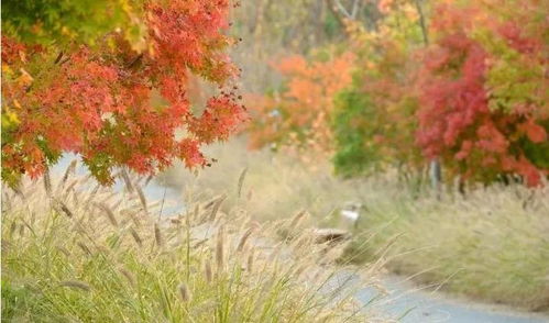 賞楓正當(dāng)時,上海這些 楓 景美到窒息,超多免費