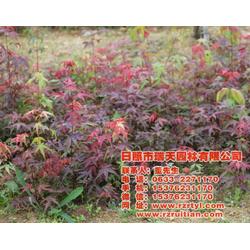 瑞天彩葉苗木,日本紅楓苗嫁接,上饒日本紅楓苗
