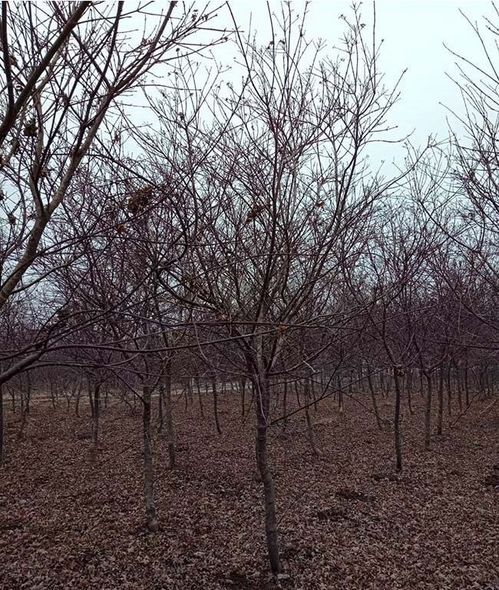 日本紅楓價(jià)格 江蘇日本紅楓基地