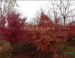 四川雞爪槭,浙江雞爪槭,河南雞爪槭