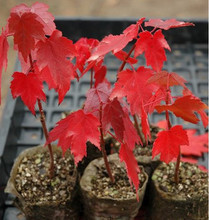 【美國(guó)紅楓樹(shù)種子】最新最全美國(guó)紅楓樹(shù)種子 產(chǎn)品參考信息