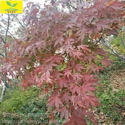 日本紅楓樹(shù)價(jià)格 綠化行道樹(shù) 落葉喬木