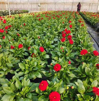 紅楓,美國(guó)紅楓,日本紅楓-多地疫情反彈 花卉深陷價(jià)量雙跌困境-美國(guó)紅楓十月光輝|夕陽(yáng)紅|紅冠|秋火焰|日本紅楓獅子頭、三河八房、紅三河批發(fā)【華石紅楓 tel:4006168511】-www.shmmw.com