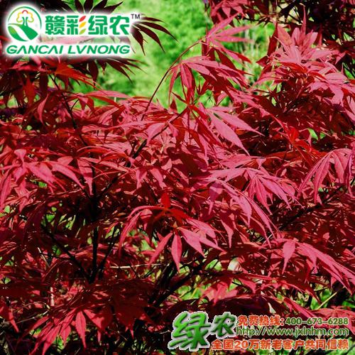 紅楓樹(shù)苗是什么樣