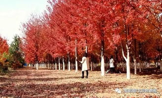 10月23日 順假期 帶您小湯山美國(guó)紅楓林海棠林 特色農(nóng)家中餐一日游128元 群友尊享118元