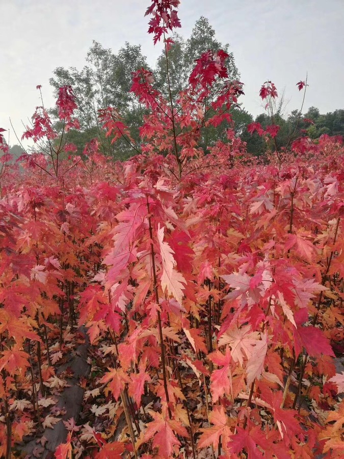 紅楓樹(shù)苗嫁接日本紅楓紅舞姬美國(guó)紅冠紅楓中國(guó)四季紅楓小苗盆.