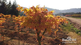 日本紅楓盆栽養(yǎng)護(hù)秘決,要注意哪些問(wèn)題