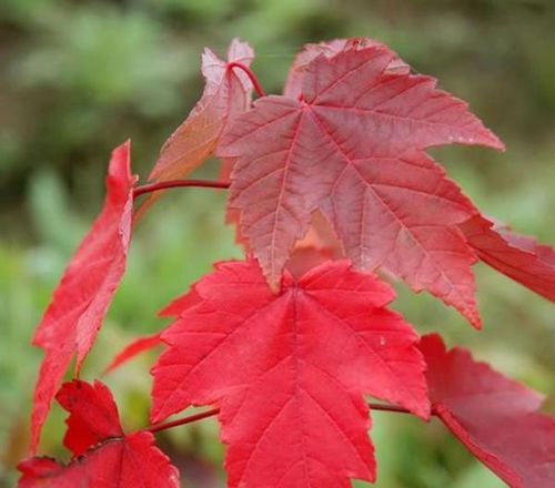 日本紅楓和美國(guó)紅楓的區(qū)別和特點(diǎn)