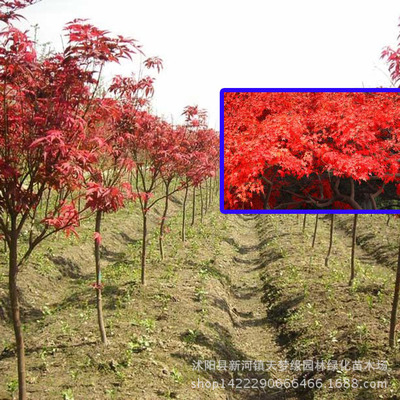 批發(fā)園林行道綠化紅楓樹苗 美國紅楓苗 8公分嫁接日本紅楓樹.