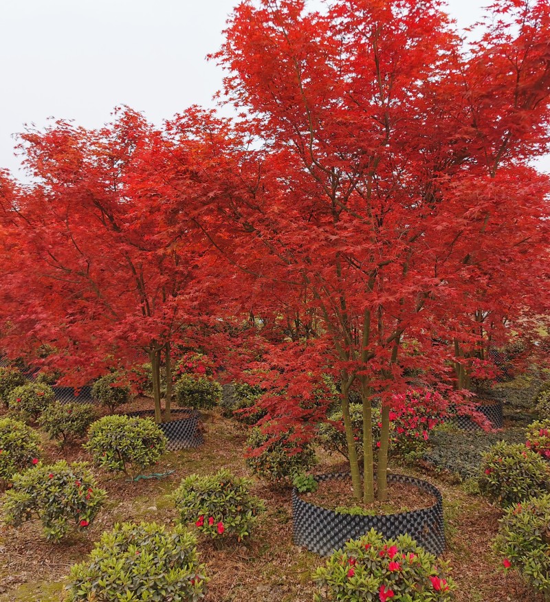 叢生日本紅楓哪里有賣 基地6公分日本紅楓樹價(jià)格