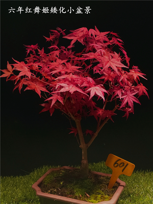 日本紅楓(紅舞姬)日本紅楓盆景