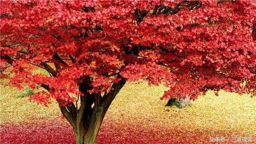 事能知足,心常樂,人到無求,品自高