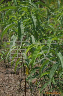 花卉種子 種苗產(chǎn)品列表 007商務站 全球網(wǎng)上貿(mào)易平臺 第89頁