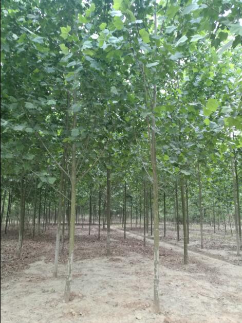 紅楓報價 通園銀杏苗 4公分日本紅楓報價