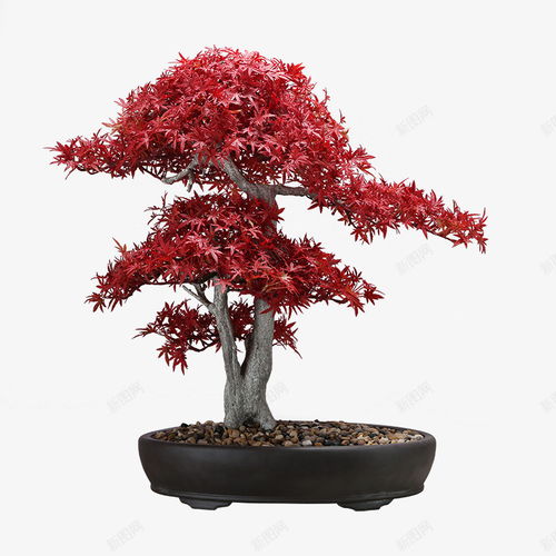 中式日式仿真紅色楓樹雞爪楓日式餐廳日式料理壽司店茶 元素 免摳png 設計圖片 免費下載 頁面網頁 平面電商 創意素材 楓樹素材