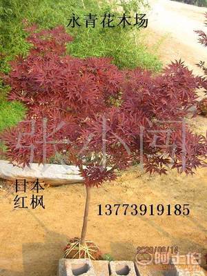 【現(xiàn)貨出售3公分日本紅楓、中國紅楓、基地實物照片、歡迎選購】 - 產(chǎn)品庫 - 沭陽縣永青花木場