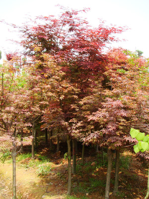 瀏陽佳智苗圃引進(jìn)美國(guó)紅楓/日本紅楓 品種經(jīng)過改良 適宜南方生存