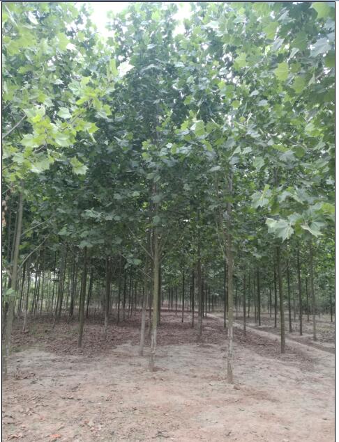 紅楓報(bào)價(jià) 通園銀杏苗 4公分日本紅楓報(bào)價(jià)