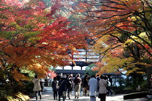紅楓金葉 2018日本深秋