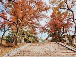 錯(cuò)過了4月的櫻花,還有11月的紅楓 一家人歡樂日本游 后附詳細(xì)行程