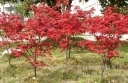 供應(yīng) 沈陽日本紅楓/日本紅楓/日本紅楓哪里好/遼寧日本紅楓圖片_高清圖_細(xì)節(jié)圖-沈陽市云廣彩葉苗木種植基地