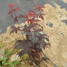 紅楓種植_紅楓種植價(jià)格_紅楓種植廠家_第1頁_世界工廠網(wǎng)