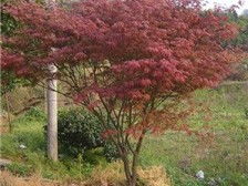 桂林森泉園林綠化產品展示