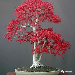 日本紅楓盆景的制作方法