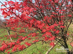 日本紅楓盆栽養護秘決,要注意哪些問題