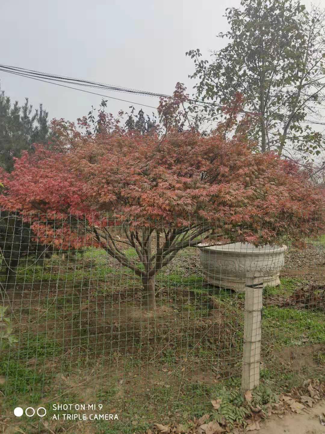 日本紅楓 精品造型、大規格與矮桿的園林藝術