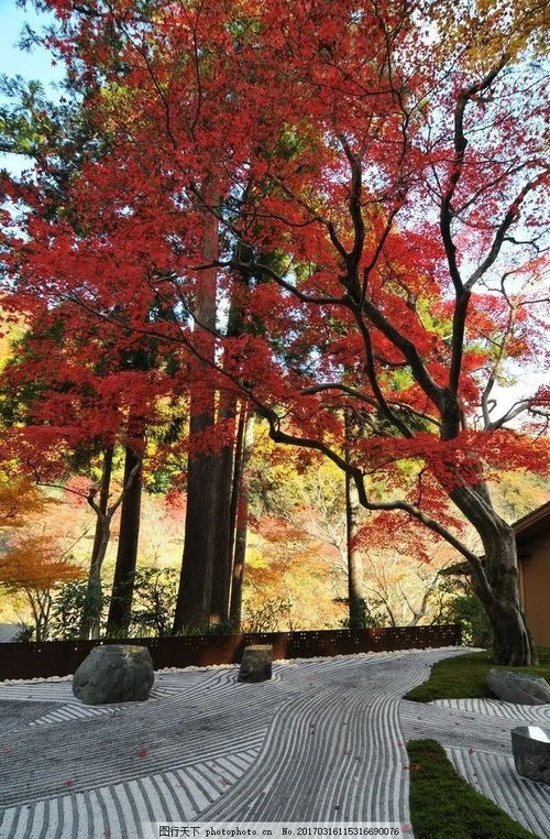 紅的熱烈，簡(jiǎn)得禪意 日式庭院中的日本紅楓植物配置藝術(shù)