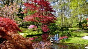 日本紅楓 秋日里的絢爛詩(shī)篇