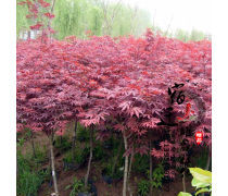 日本紅楓 秋色中的絕美風(fēng)景