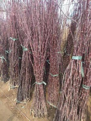 紅楓小苗產地直發(fā)指南 美國、日本與中國品種對比