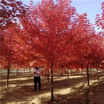 紅楓家族嫁接術 從中國紅楓到日本紅楓的園藝融合