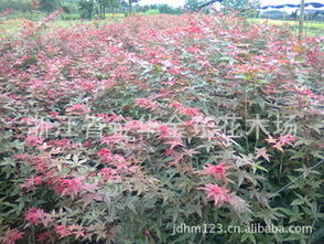 日本紅楓苗木選購與園林應用指南